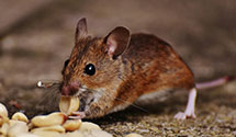 24 Hour & Emergency Exterminators in Ophir, OR